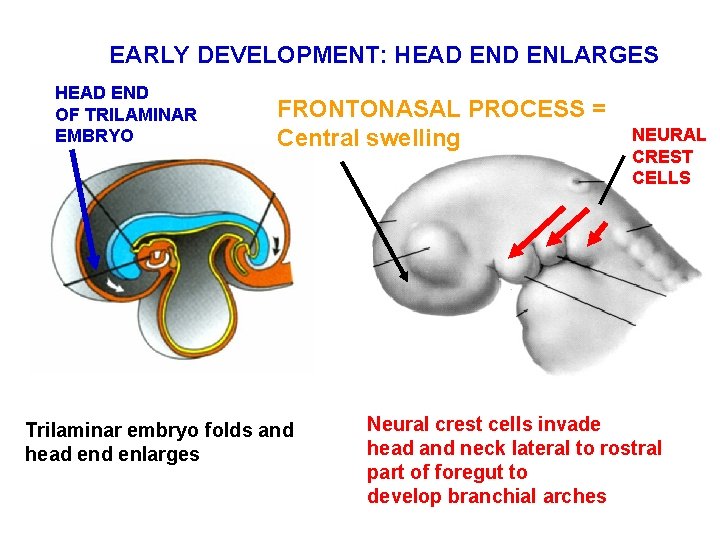 EARLY DEVELOPMENT: HEAD ENLARGES HEAD END OF TRILAMINAR EMBRYO FRONTONASAL PROCESS = Central swelling EARLY DEVELOPMENT: HEAD ENLARGES HEAD END OF TRILAMINAR EMBRYO FRONTONASAL PROCESS = Central swelling
