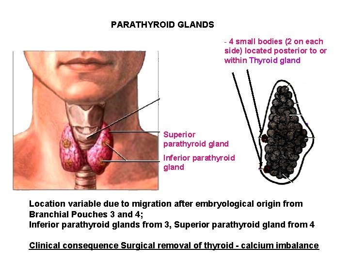 PARATHYROID GLANDS - 4 small bodies (2 on each side) located posterior to or PARATHYROID GLANDS - 4 small bodies (2 on each side) located posterior to or