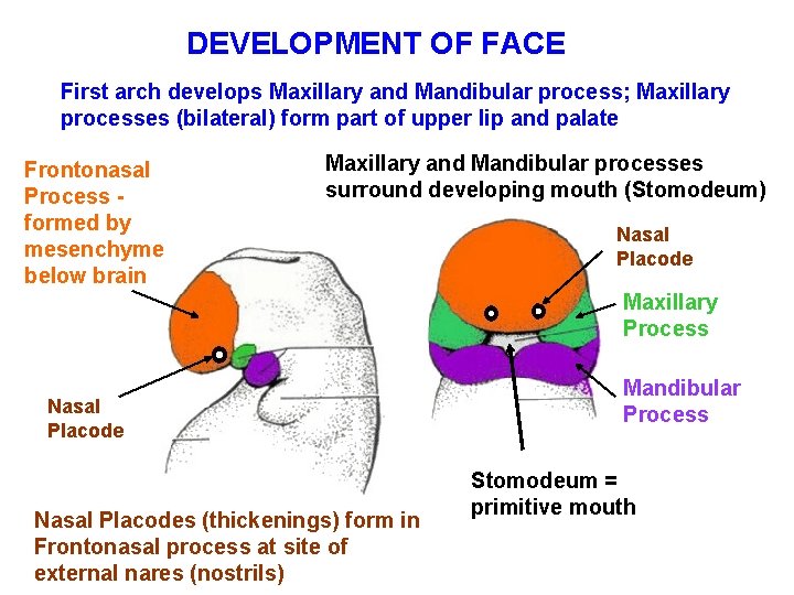 DEVELOPMENT OF FACE First arch develops Maxillary and Mandibular process; Maxillary processes (bilateral) form