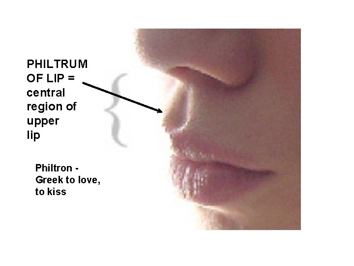 PHILTRUM OF LIP = central region of upper lip Philtron Greek to love, to