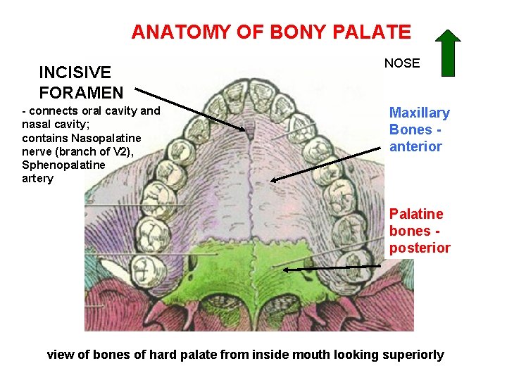 ANATOMY OF BONY PALATE INCISIVE FORAMEN - connects oral cavity and nasal cavity; contains ANATOMY OF BONY PALATE INCISIVE FORAMEN - connects oral cavity and nasal cavity; contains