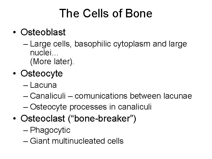 The Cells of Bone • Osteoblast – Large cells, basophilic cytoplasm and large nuclei…