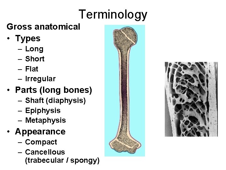 Terminology Gross anatomical • Types – – Long Short Flat Irregular • Parts (long