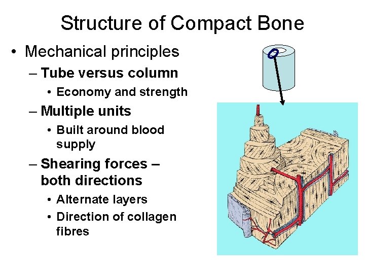 Structure of Compact Bone • Mechanical principles – Tube versus column • Economy and