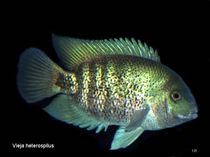 Vieja heterospilus 101 