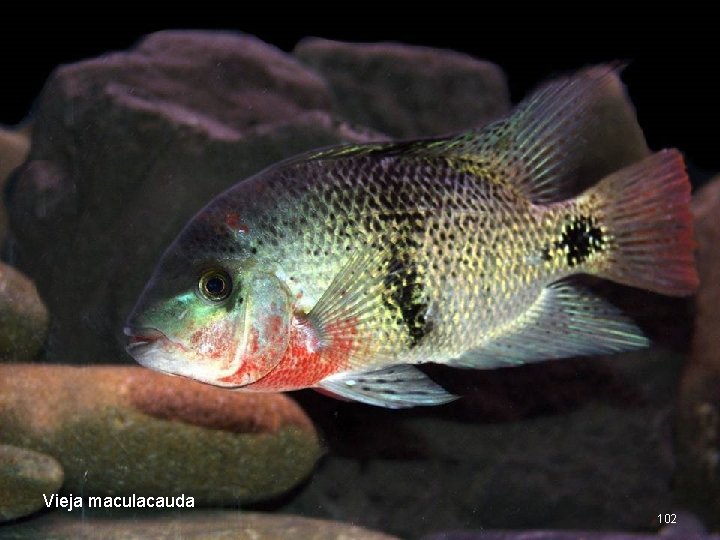 Vieja maculacauda 102 