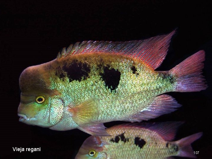 Vieja regani 107 