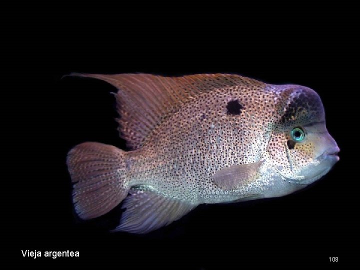 Vieja argentea 108 