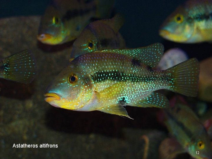 Astatheros n “substratum sifters Astatheros altifrons 12 