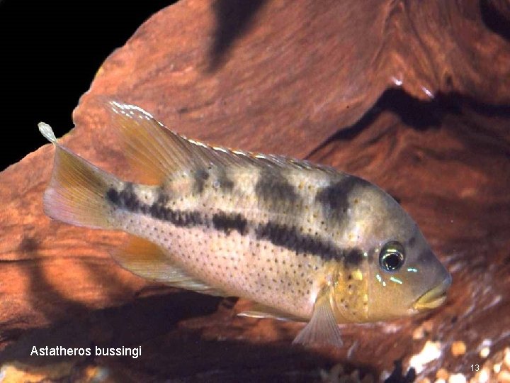 Astatheros bussingi 13 