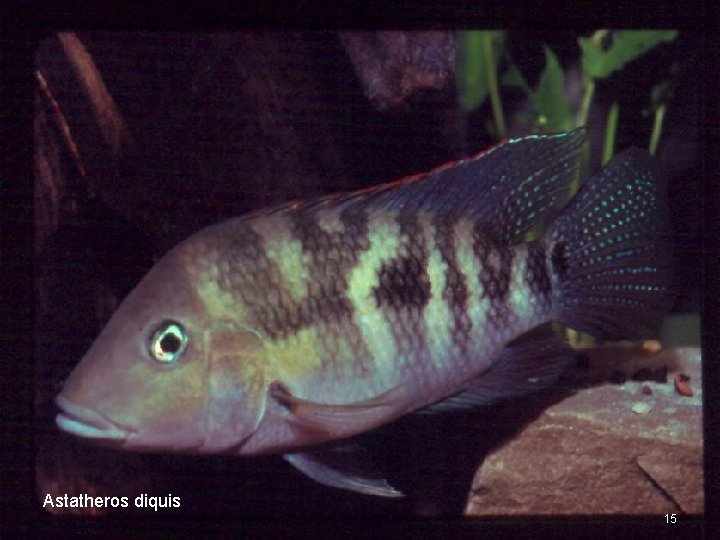 Astatheros diquis 15 