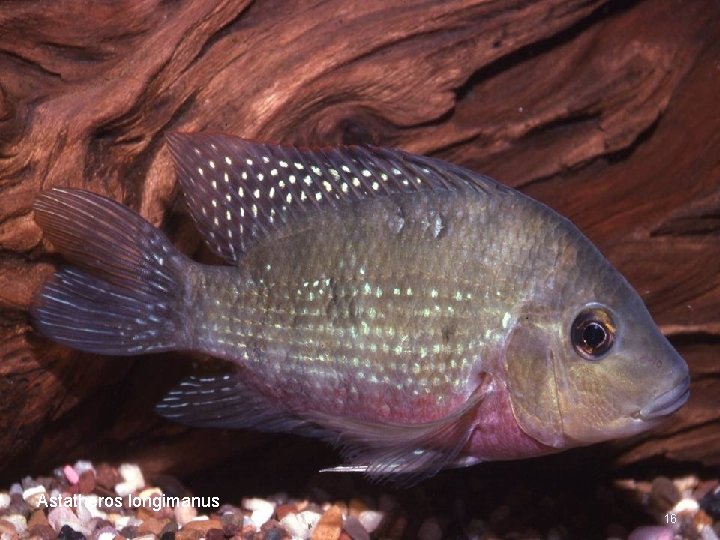 Astatheros longimanus 16 