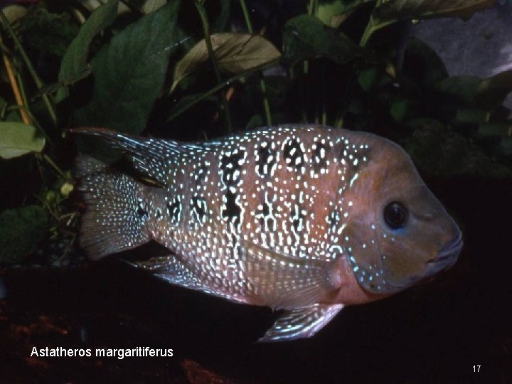 Astatheros margaritiferus 17 