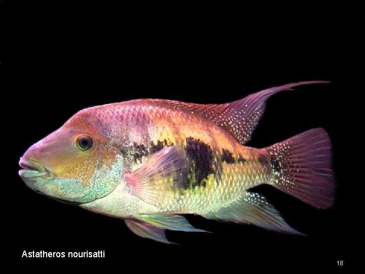 Astatheros nourisatti 18 