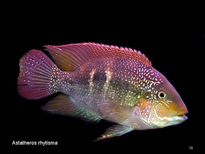 Astatheros rhytisma 19 