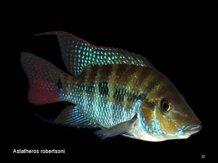 Astatheros robertsoni 20 