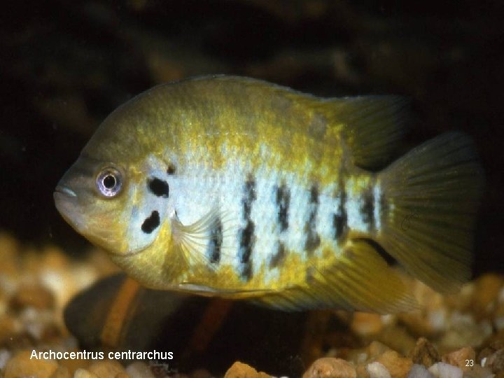 Archocentrus centrarchus 23 
