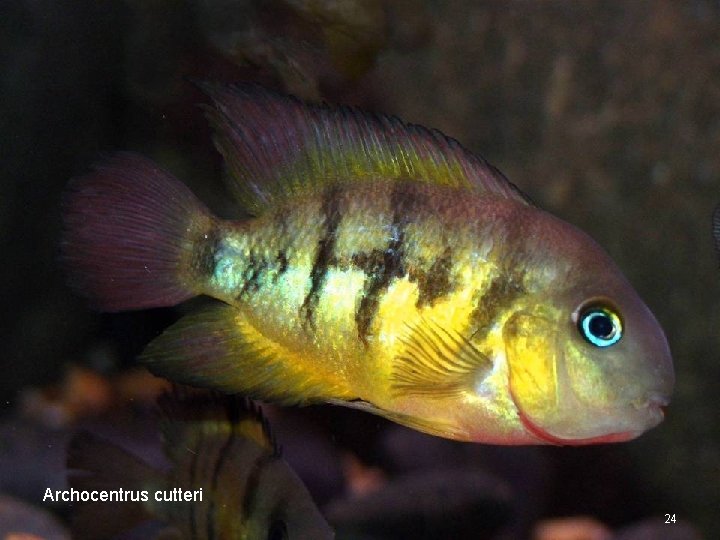 Archocentrus cutteri 24 