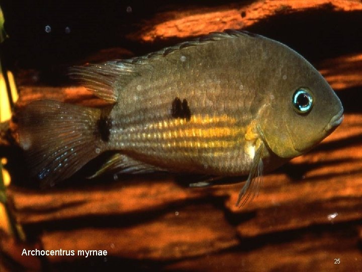 Archocentrus myrnae 25 