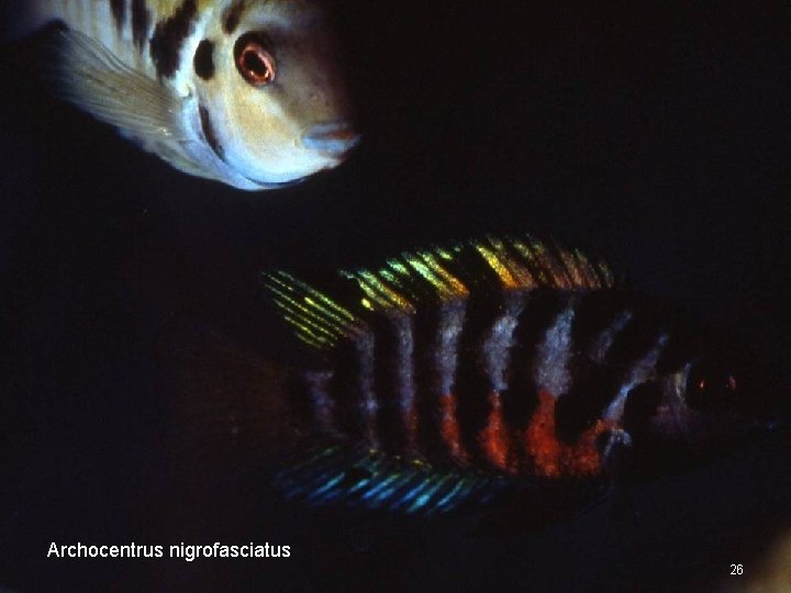 Archocentrus nigrofasciatus 26 