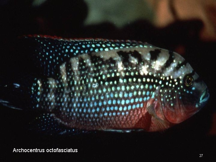 Archocentrus octofasciatus 27 