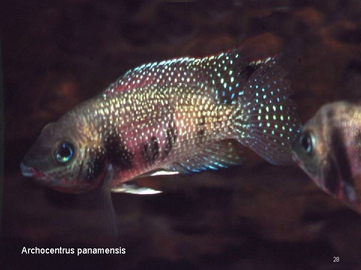 Archocentrus panamensis 28 