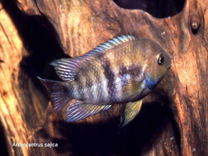 Archocentrus sajica 29 