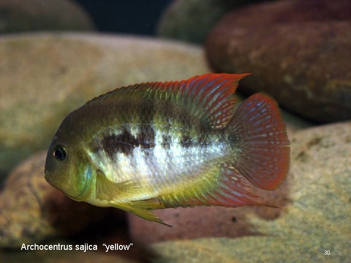 Archocentrus sajica “yellow” 30 