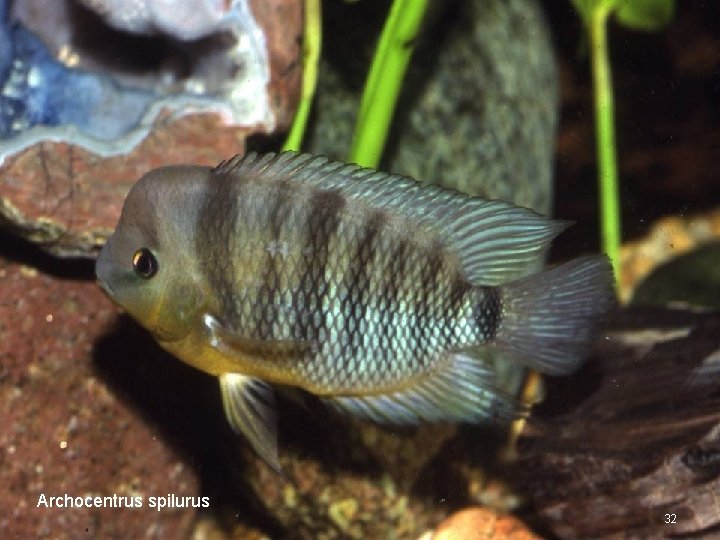 Archocentrus spilurus 32 