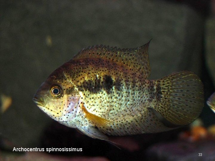 Archocentrus spinnosissimus 33 
