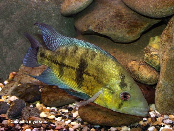 Caquetia myersi 35 