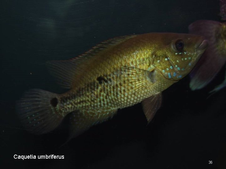 Caquetia umbriferus 36 