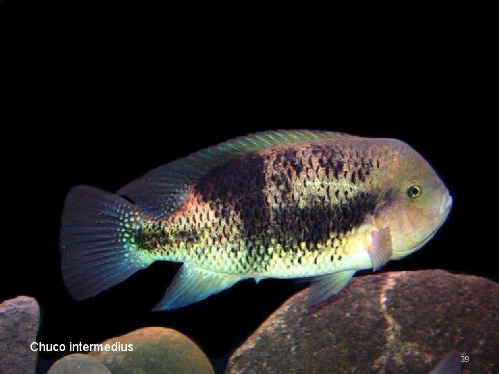 Chuco intermedius 39 