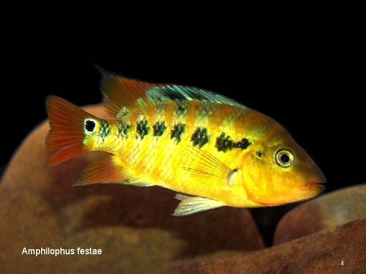 Amphilophus festae 4 