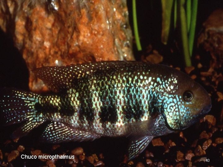 Chuco micropthalmus 40 