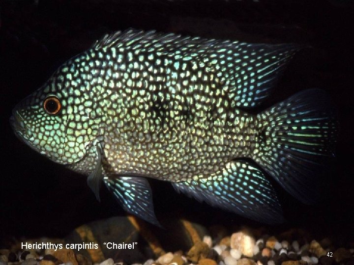 Herichthys carpintis “Chairel” 42 