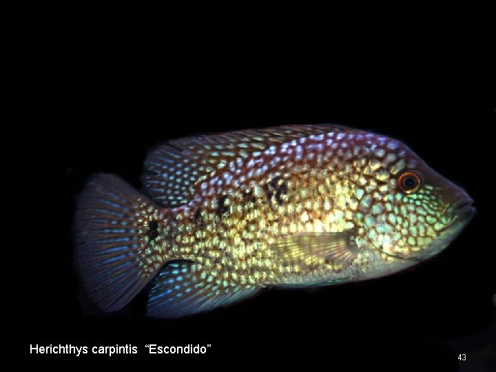 Herichthys carpintis “Escondido” 43 