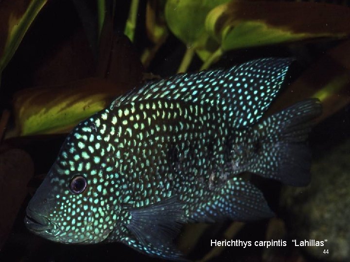 Herichthys carpintis “Lahillas” 44 