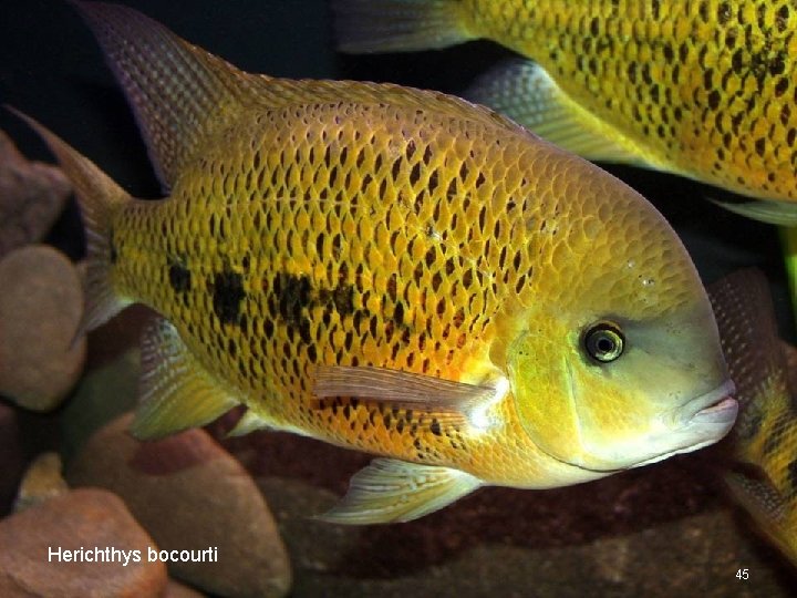Herichthys bocourti 45 