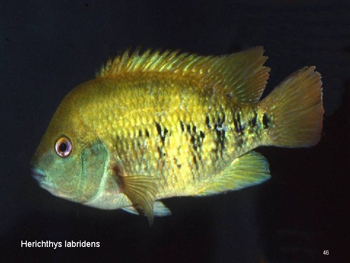 Herichthys labridens 46 