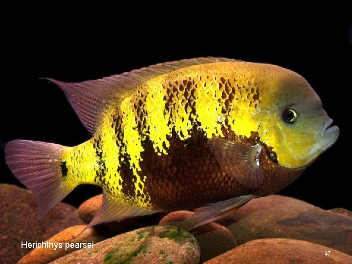 Herichthys pearsei 47 