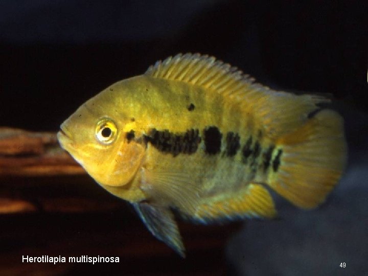 Herotilapia multispinosa 49 