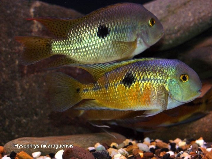 Hysophrys nicaraguensis 51 