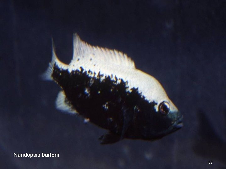 Nandopsis bartoni 53 