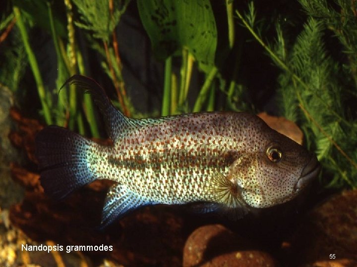 Nandopsis grammodes 55 