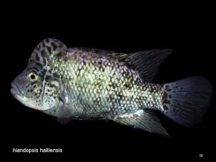 Nandopsis haitiensis 56 