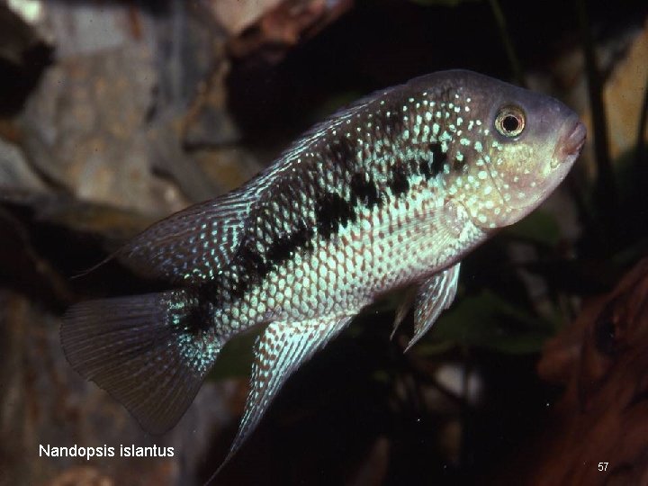 Nandopsis islantus 57 