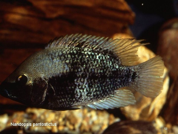 Nandopsis pantostictus 58 