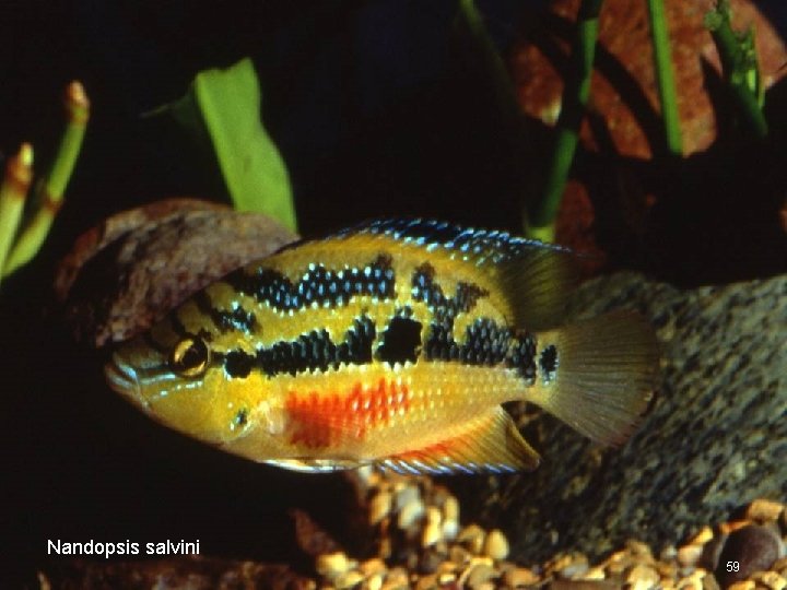 Nandopsis salvini 59 