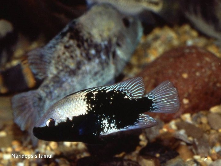 Nandopsis tamul 61 
